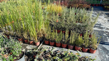 Lush potted herbs bask under autumn's golden whisper, embracing Samhain's mystical symphony,...