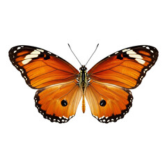 Obraz premium Stunning monarch butterfly with vibrant orange wings and delicate details isolated, perfect for nature designs or educational resources