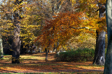 Beautiful autumn landscape. Colorful leaves on the trees in autumn.