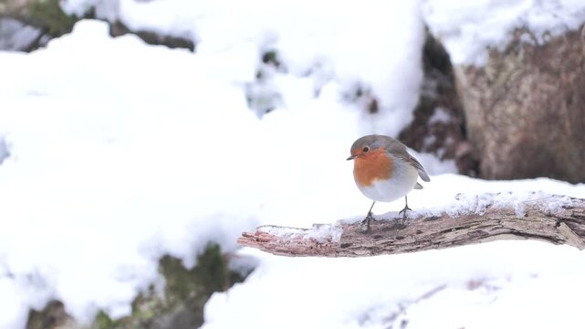 Pettirosso sotto la nevicata &ndash; European robin in snowfall &ndash; Erithacus rubecula