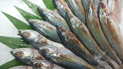 Freshly Caught Raw Fish Displayed on Ice and Green Leaves