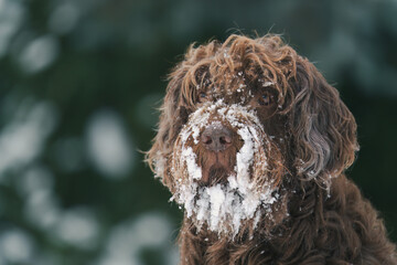 a dog, pudelpointer, with frozen beard at a cold winter day