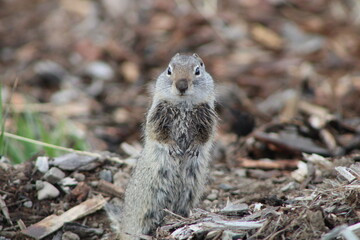 prairie dog eating