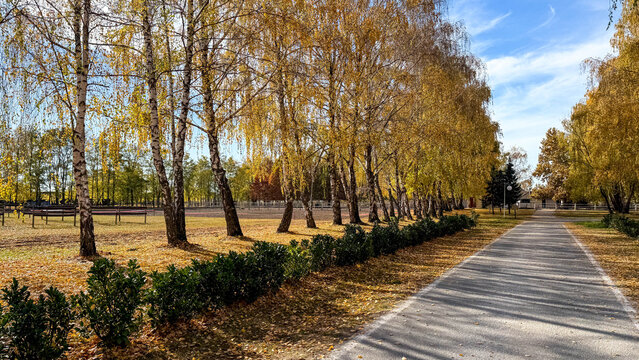 Golden birch avenue whispers autumnal equinox secrets, inviting wanderers to Samhain reflection, earthy renewal beneath azure whispers