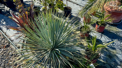 Yucca's spiky embrace in sunlit garden whispers desert serenity, succulent dreams, celebrating World Plant Day and Xeriscape Fest