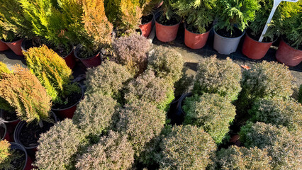 Lush potted conifers bathe in autumnal sunlight, evoking arboreal whispers of Arbor Day and Tu BiShvat festivities