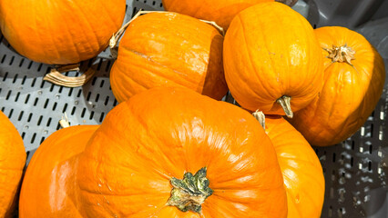 Plump orange pumpkins bask in autumnal glory, invoking Halloween magic and Samhain rituals, rich harvest bounty unfolds
