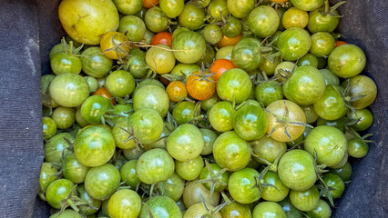 Green tomatoes nestled in harvest basket, evoking rustic autumnal rites, heirloom cooking secrets, and World Food Day celebration