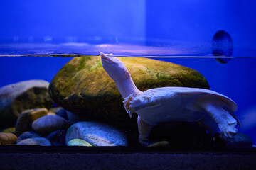 Sea turtle close-up with distinctive features against teal underwater background, frontal close-up portrait orientation