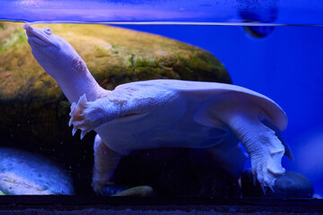 Sea turtle with extended positioning in vertical swimming against teal underwater background, portrait orientation, macro underwater wildlife photography