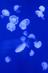 Red and orange jellyfish with elaborate tentacles flowing downward against deep blue background, vertical composition portrait orientation, underwater macro photography