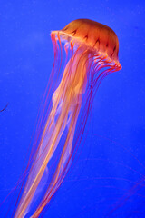 Red jellyfish with long trailing tentacles against vibrant blue background, vertical composition portrait orientation, underwater macro photography