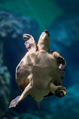 Sea turtle swimming upward in teal ocean water, full body frontal view portrait orientation