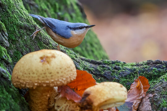 Nuthatch bird and mushrooms in the forest - Powered by Adobe