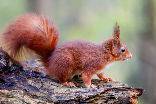 squirrel in the park