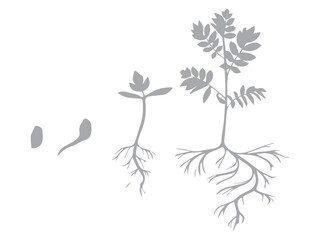 Plant Life Cycle Stages