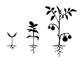 Plant Growth Stages
