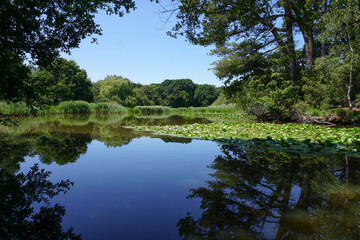 view over calm lake water on summer day. water view with greenery