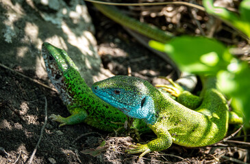green lizard on a rock