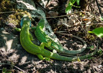 green lizard on a rock