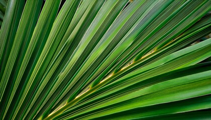 Obraz premium Close Up Of Vibrant Green Tropical Palm Leaves With Intricate Veination And Subtle Texture