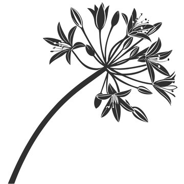 allium moly on white background 