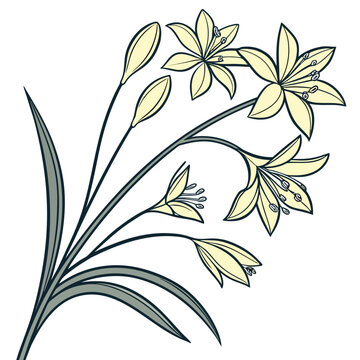 allium moly with leaves