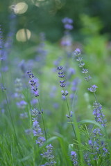 Lavender blooming flowers closeup on bokeh lights and lavender flowers background. Scene with lavendula flowers. Selective focus. Golden hour. Lavender background.