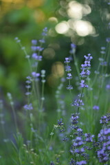 Lavender blooming flowers closeup on bokeh lights and lavender flowers background. Scene with lavendula flowers. Selective focus. Golden hour. Lavender background.