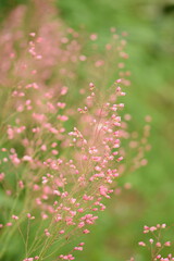 Floral bokeh background with pink Heuchera flowers, blurred with copy space, selective focus.