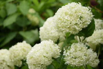 Blooming hydrangea white flowers closeup, selective focus, bokeh hydrangea flowers background.

