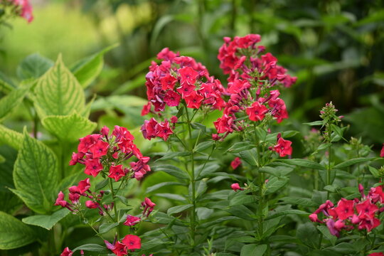 Phlox blooming vivid pink, phlox flowers on bokeh green garden background, phlox floral summer garden background with space for text, horizontal. - Powered by Adobe
