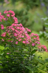 Phlox blooming pastel pink, phlox flowers on bokeh green garden background, phlox floral summer garden background with space for text.