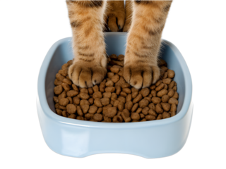 A bowl of delicious dry cat food in cat paws.