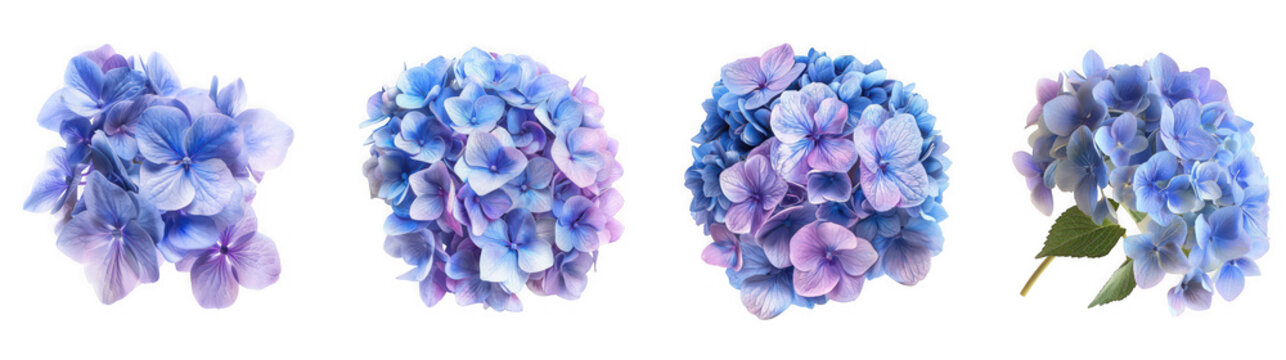 Four vibrant blue and purple hydrangea flower clusters, showcasing their delicate petals and lush blooms, isolated on transparent background