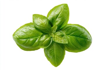 Fototapeta premium Fresh Green Basil Leaves Isolated On White