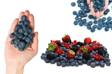 Bluepberry kept in hands isolated on white background.