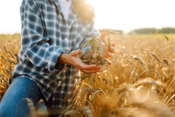Farmer touches golden ears of wheat in a field at sunset. An agronomist inspects the quality of the harvest in the sunset light. Concept of gardening, agriculture.