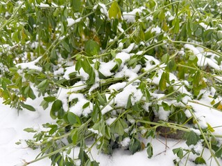 Green clover under the snow