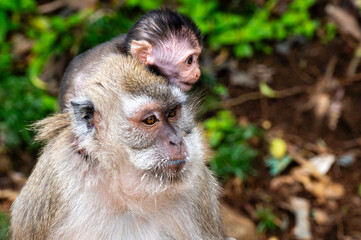 Java Monkey Mother With Baby at Grand Bassin, Mauritius