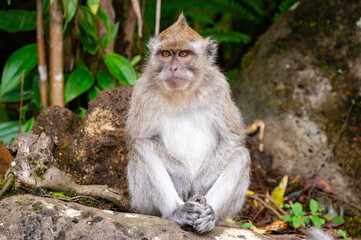 Java Monkey Close-Up at Grand Bassin, Mauritius