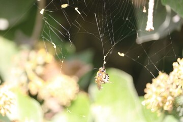 Abeille piégée