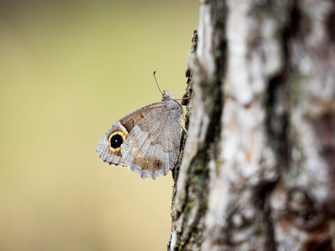 S&aacute;tiro moreno (Hipparchia statilinus)