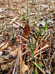 First ever morel