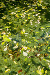 Colorful leaves floating on clear water create a serene and natural scene in a tranquil pond during autumn
