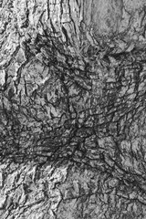 Unique black and white texture of tree bark showcasing detailed patterns and natural lines captured outdoors in a tranquil forest setting during daytime