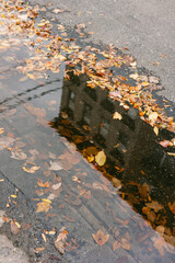 Reflections of autumn leaves and a building in a puddle on a city street with fallen foliage