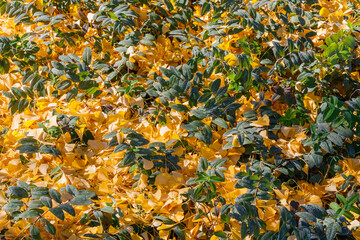 Colorful autumn foliage covers the ground in a serene garden, showcasing vibrant yellow and green leaves during a bright sunny day
