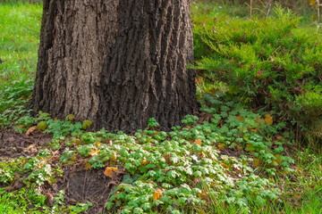 Nature scene featuring a large tree trunk surrounded by vibrant green plants and small patches of brown leaves in a peaceful outdoor setting during daytime