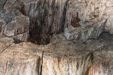 Close-up view of weathered tree stump showing deep hollow and intricate wood patterns in a forest setting during daylight hours